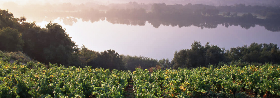 Weinreben direkt am Ufer der Loire