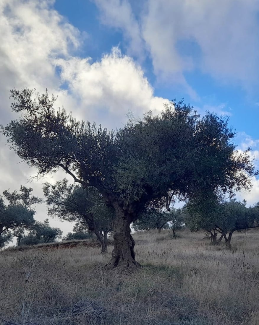 Olivenbaum