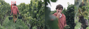 Marto Wines