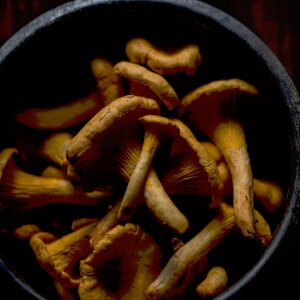 Pilze