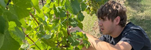 Weingut Trettler