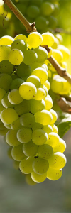 »Länderspiel: Sauvignon Blanc« (6er...